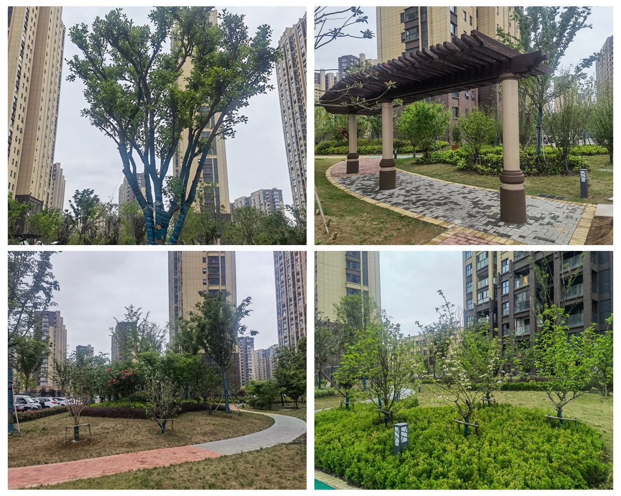 百米蔷薇花墙景物怡人 3868la银河总站集团打造“让住户知足”的宜居情形